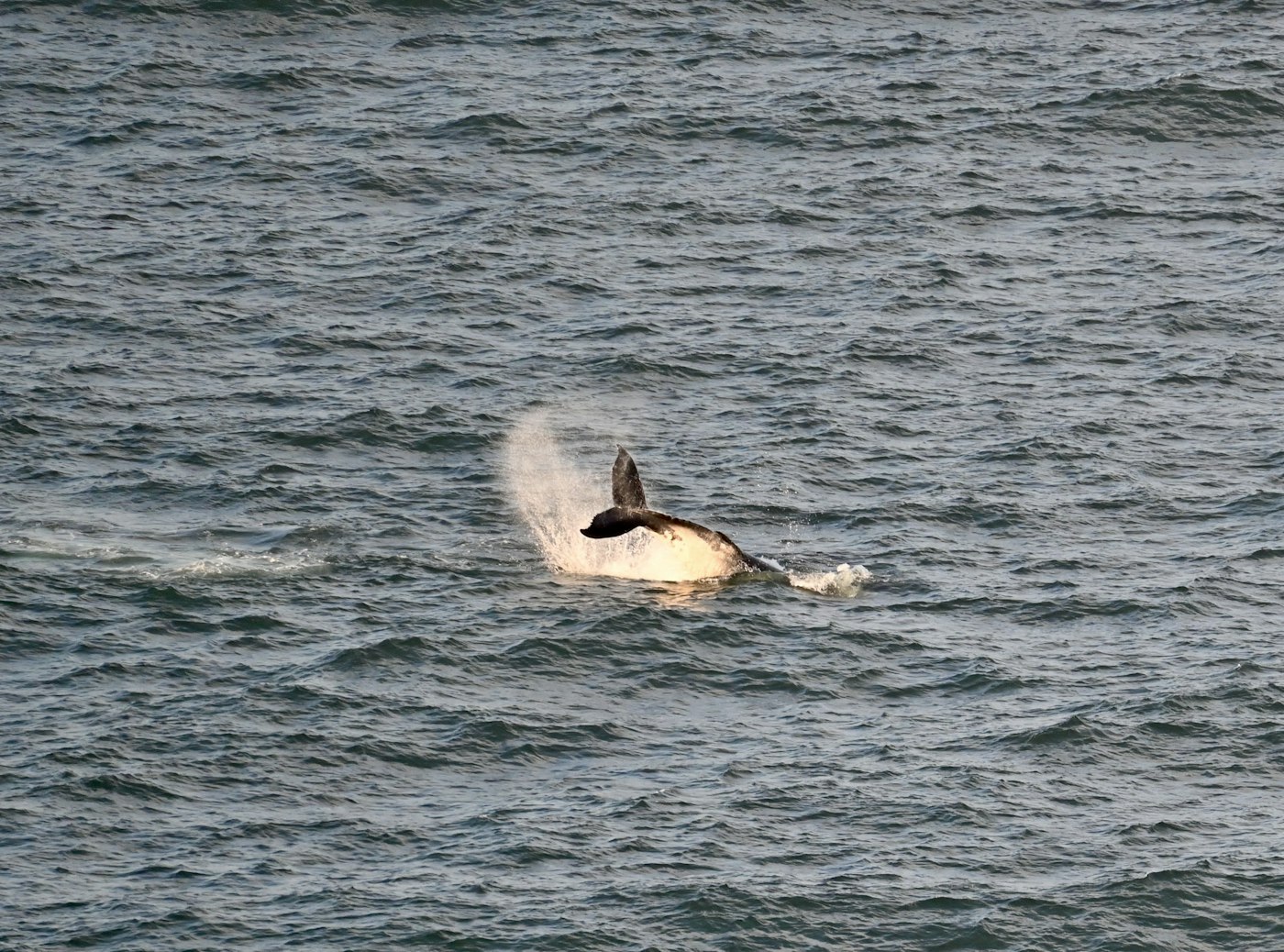 A whale's tail lifting from a grey ocean surface
