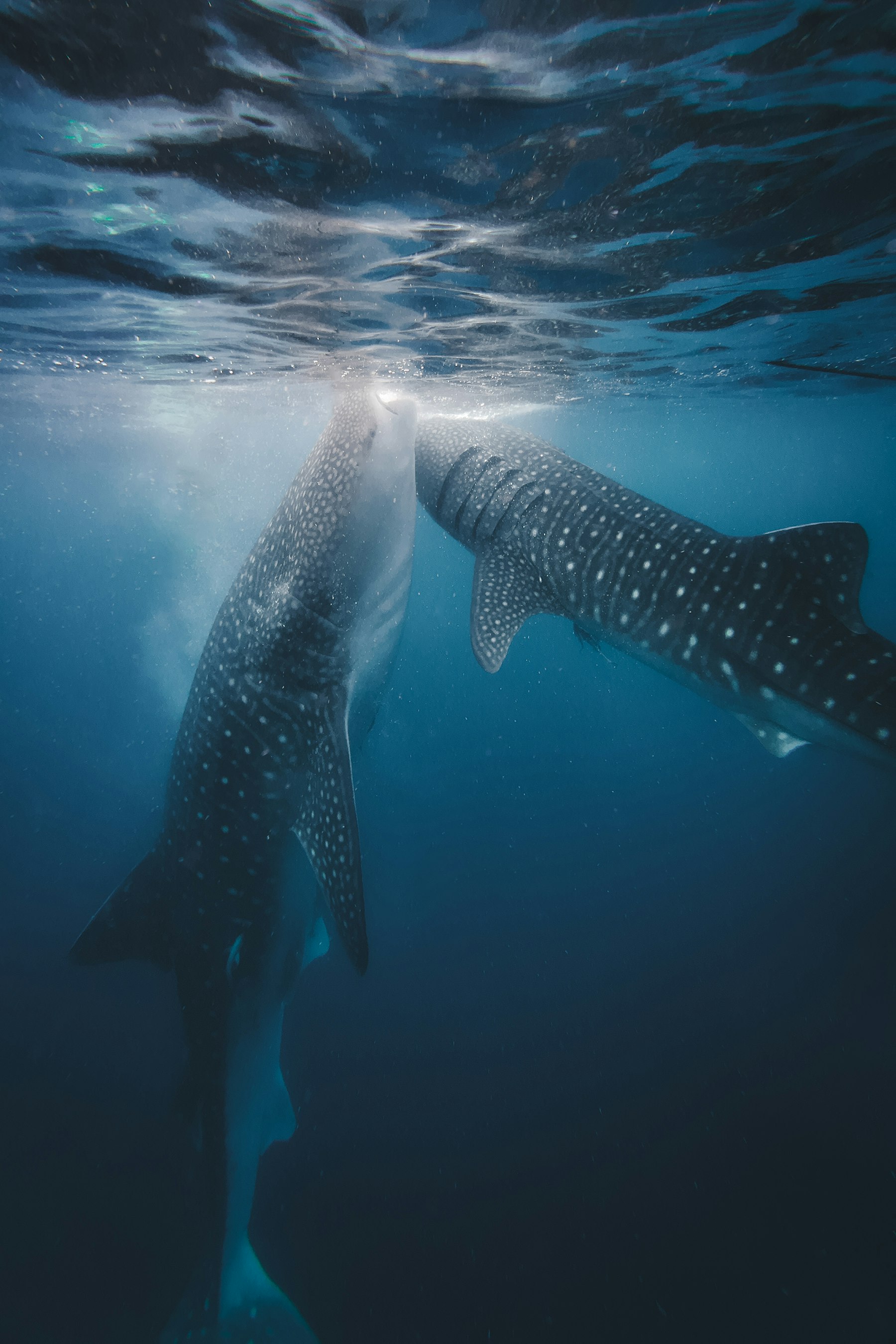 A whale shark swimming just under the bright ocean surface in sun rays