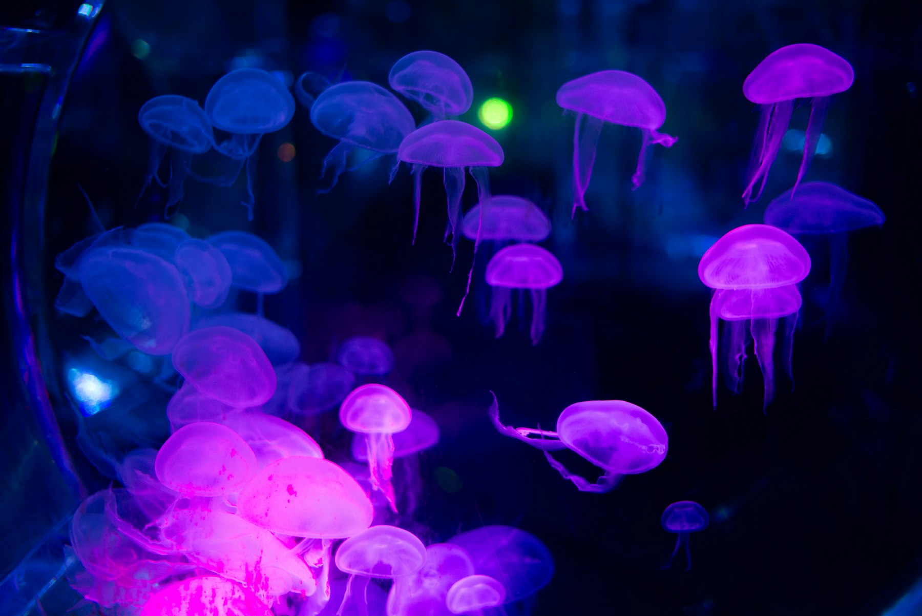 A swarm of glowing jellyfish in deep blue darkness