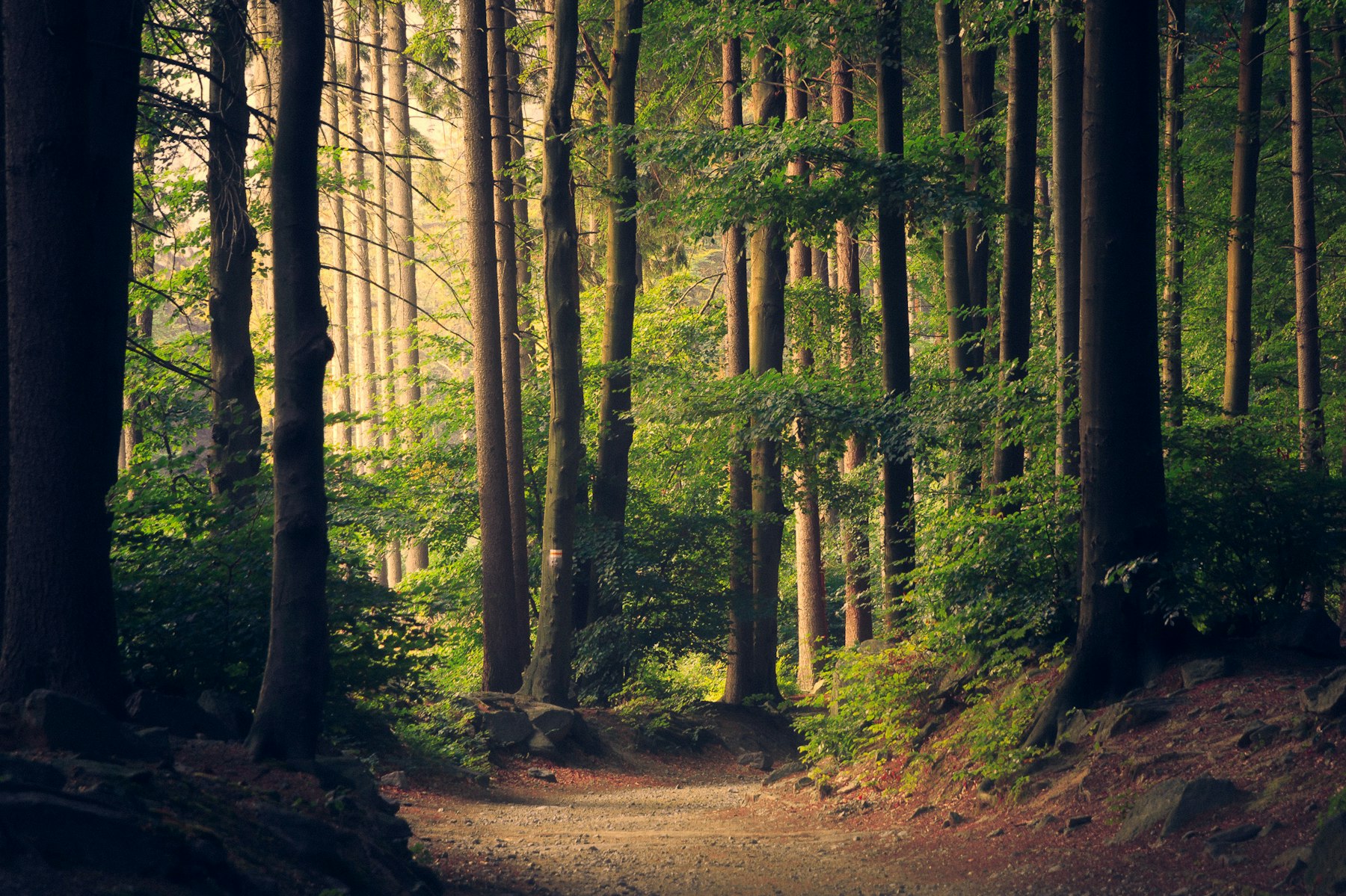 A road vanishing into tall forest