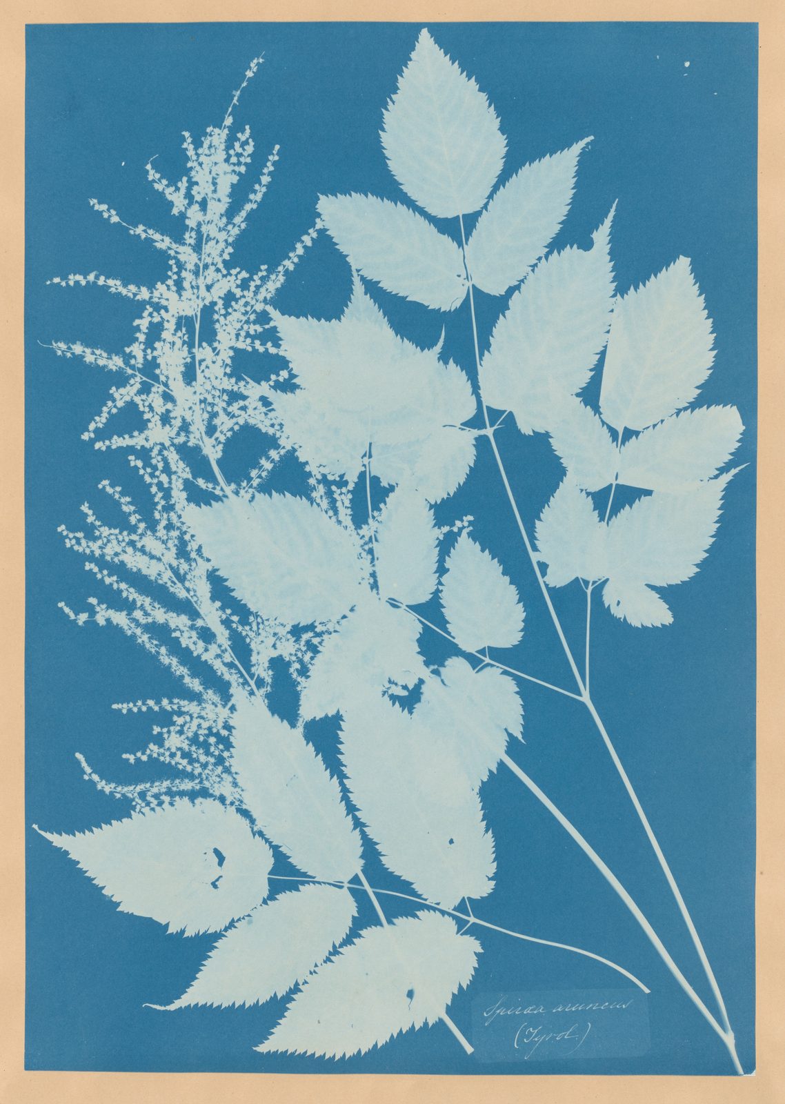 Cyanotype of Spiraea aruncus, white foliage on Prussian blue