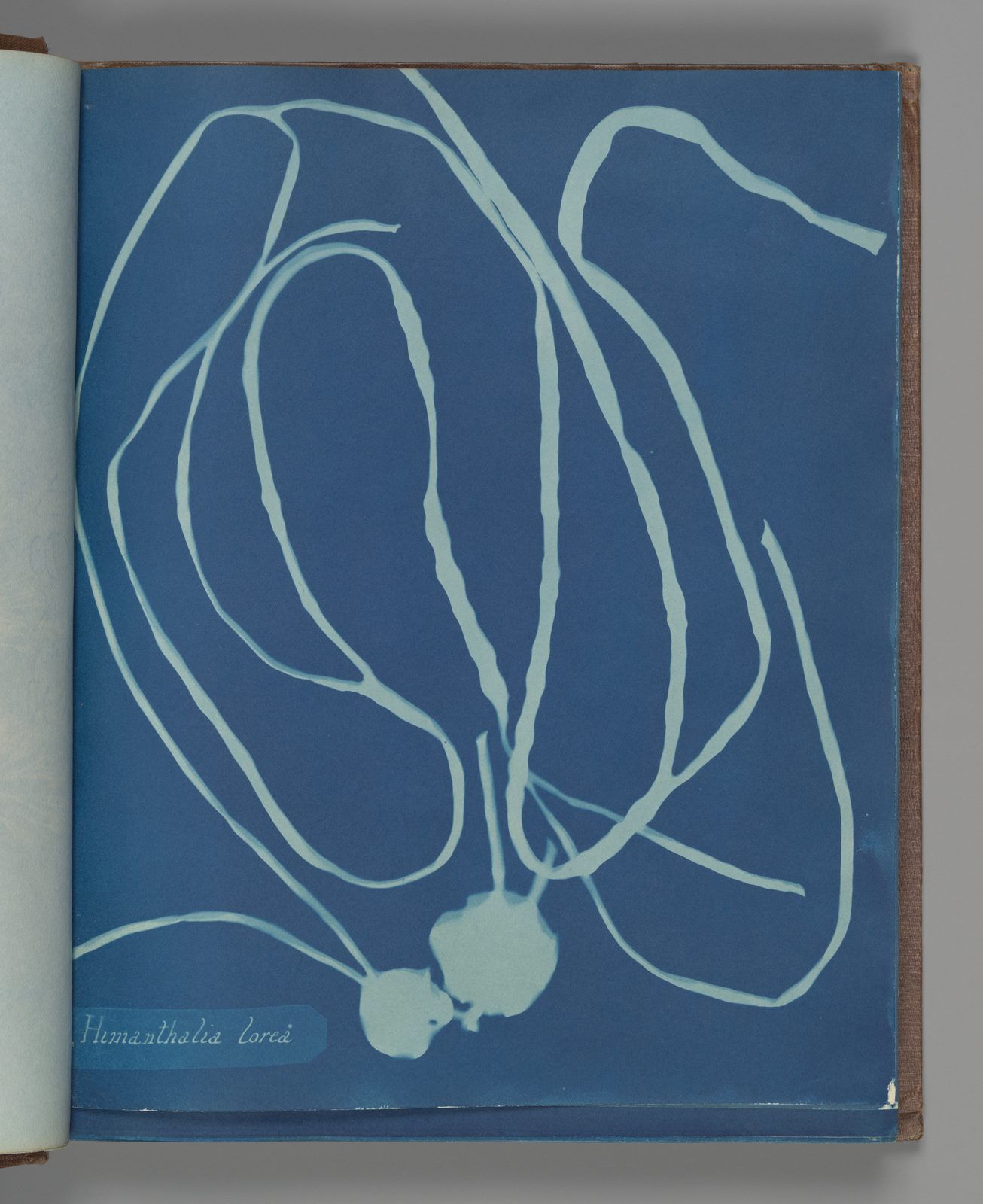Cyanotype of Himanthalia lorea, long looping straps