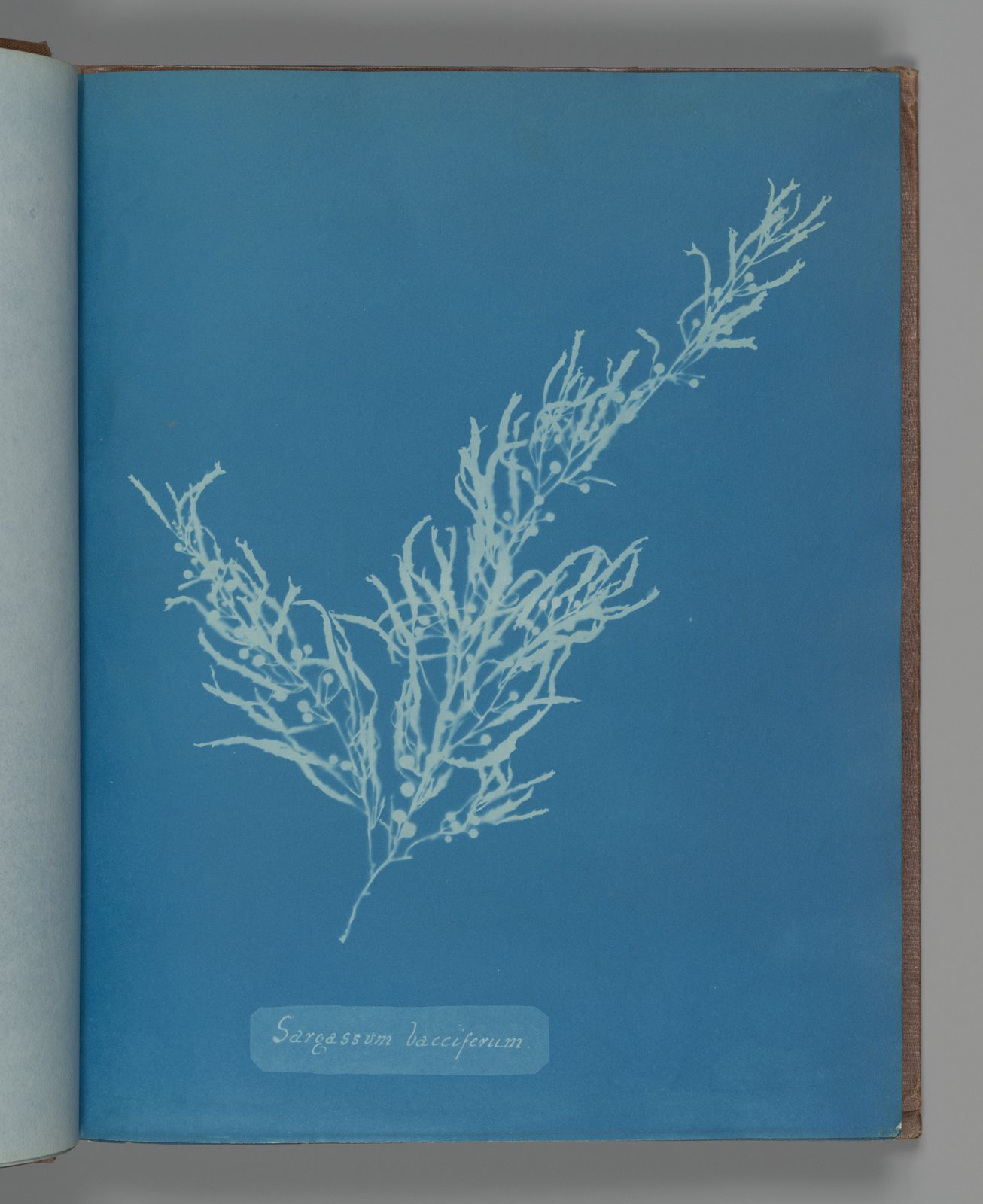 Cyanotype of Sargassum bacciferum sprig