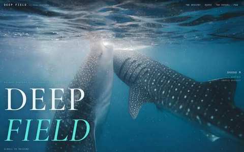 DEEP FIELD website preview